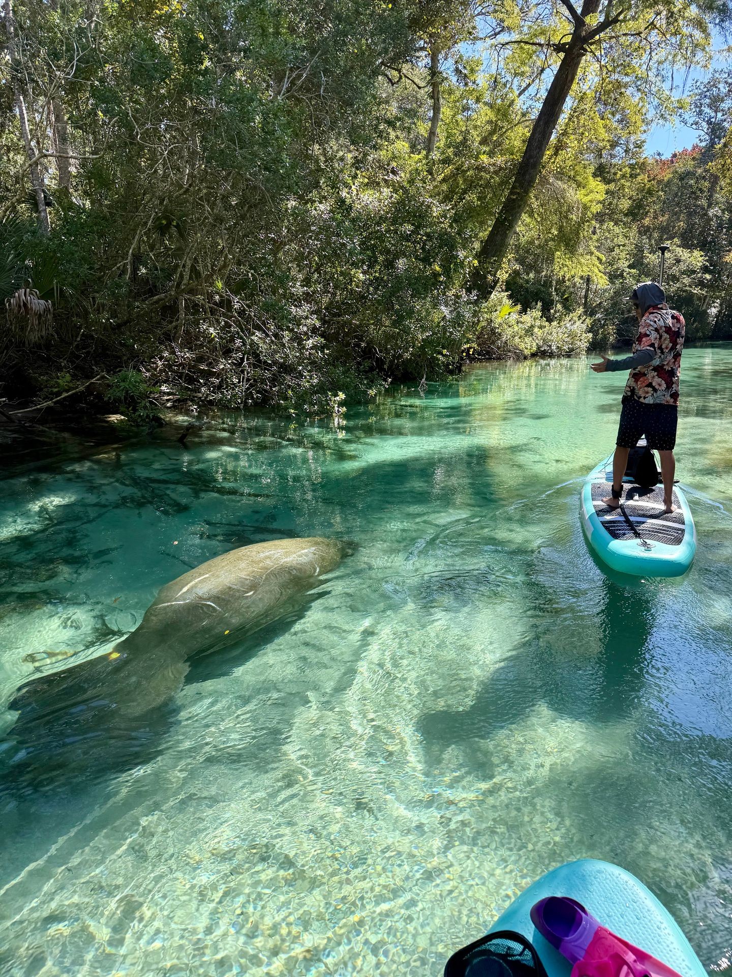 See the Manatees!